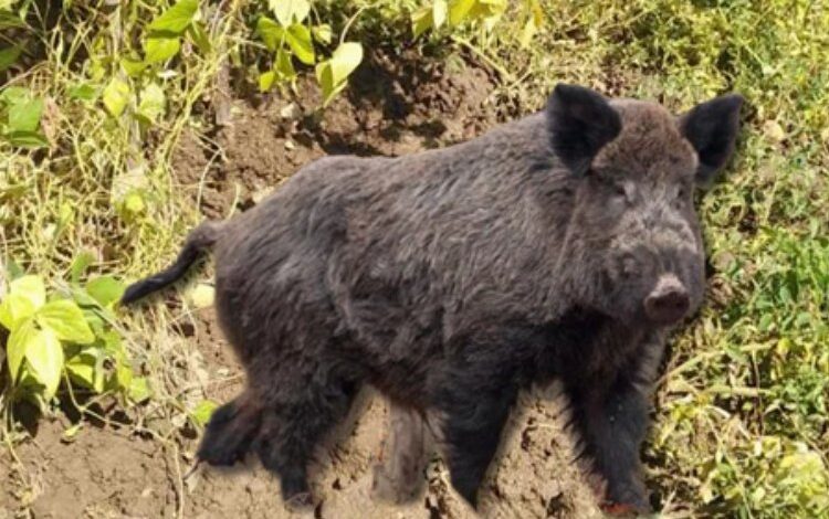 Bingöl’de yaban somuzlar bahçelere zarar verdi!
