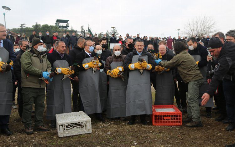 Bursa’da 50 yaban ördek Uluabat’tan doğaya bırakıldı Bursa’da 50 yaban ördek Uluabat’tan doğaya bırakıldı