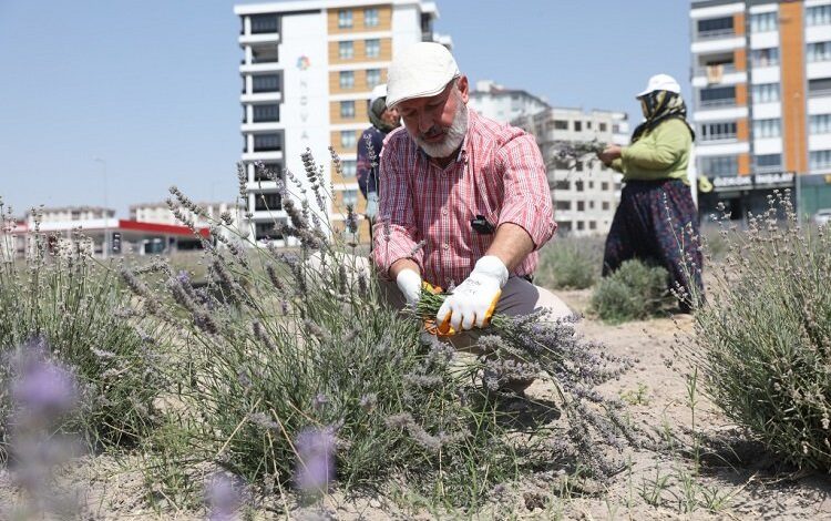 Kayseri Kocasinan’da lavanta hasadı başladı