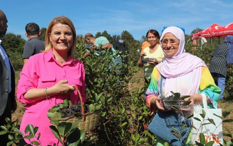 İzmit’te süper meyve aronya hasadı mutluluğu İzmit’te süper meyve aronya hasadı mutluluğu