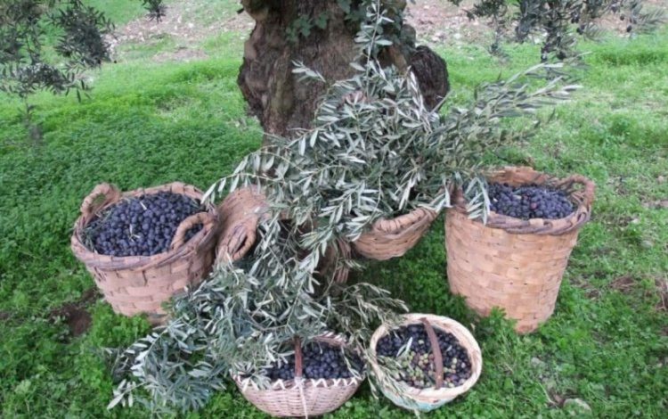 Bursa’nın zeytin tarlaları maden mi olacak? Bursa’nın zeytin tarlaları maden mi olacak?