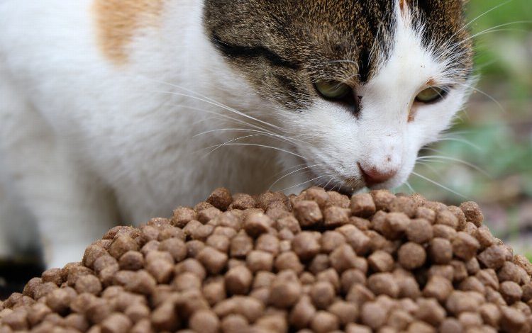 Kocaeli’de patili dostlar aç kalmıyor Kocaeli’de patili dostlar aç kalmıyor