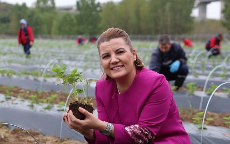 İzmit Çilek Köy’ün hasat ürünleri raflarda