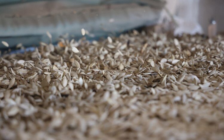 Kabak çekirdeği eleme tesisi Konyalı üreticiye kolaylık sağlıyor Kabak çekirdeği eleme tesisi Konyalı üreticiye kolaylık sağlıyor