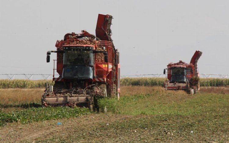 Üretici ortağa 181 milyon TL pancar söküm avansı