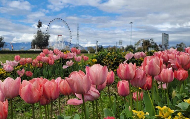 Akdeniz rengârenk lalelerle süslendi Akdeniz rengârenk lalelerle süslendi