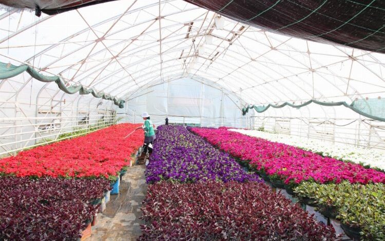 1 milyon çiçek Eskişehir sokaklarını süsleyecek 1 milyon çiçek Eskişehir sokaklarını süsleyecek