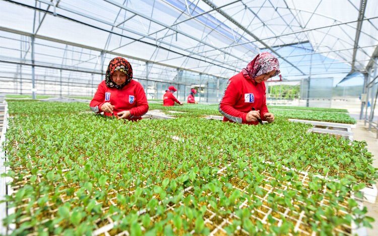 Seralarda kadın istihdamı arttı