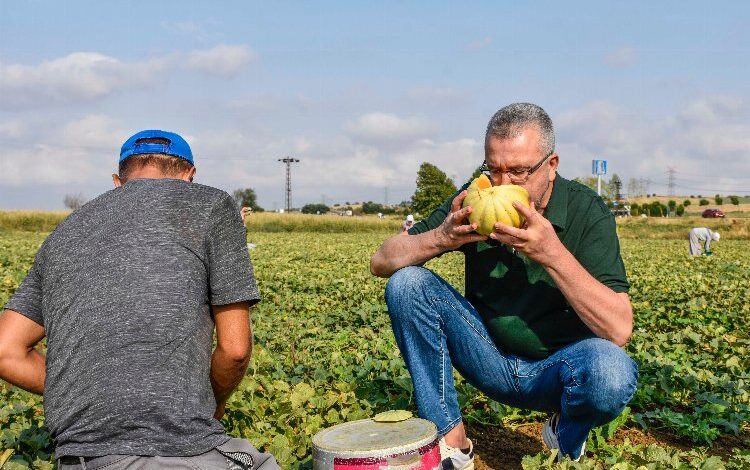 Bursa’da Ata tohumu ile yetiştirilen kavunlarda hasat zamanı Bursa’da Ata tohumu ile yetiştirilen kavunlarda hasat zamanı