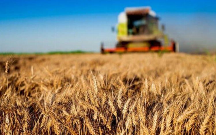 Çiftçiye tarımsal destekler hesaplara aktarıldı Çiftçiye tarımsal destekler hesaplara aktarıldı