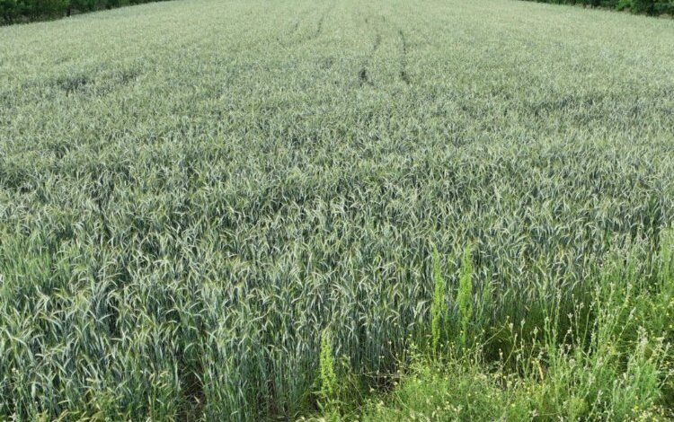 Ata tohumları bereket saçıyor Ata tohumları bereket saçıyor