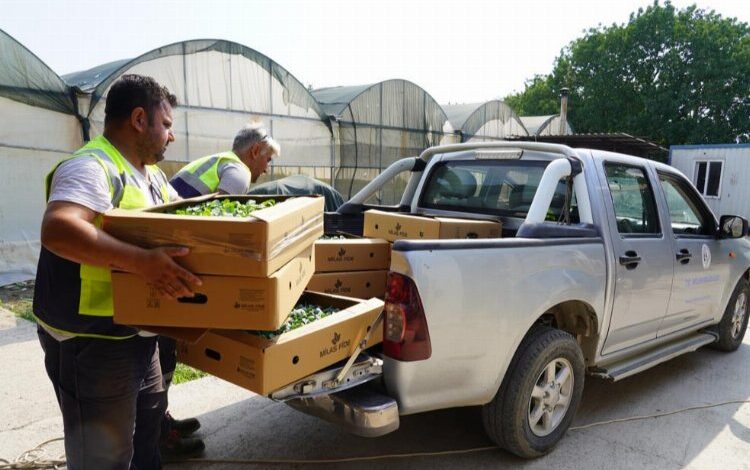 Milas üretiyor ve destekliyor