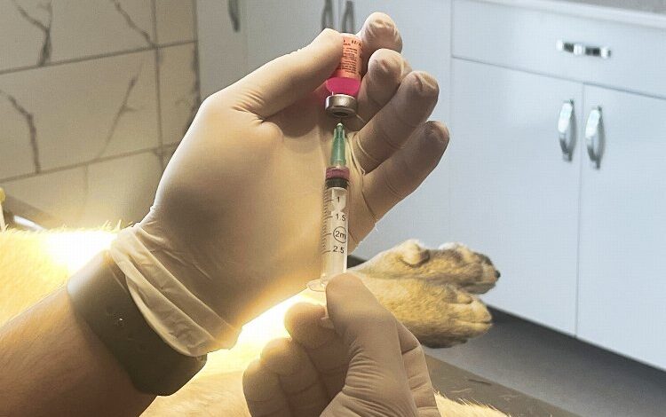 Sakarya’da her yıl 5 bin hayvan kısırlaştırılacak Sakarya’da her yıl 5 bin hayvan kısırlaştırılacak