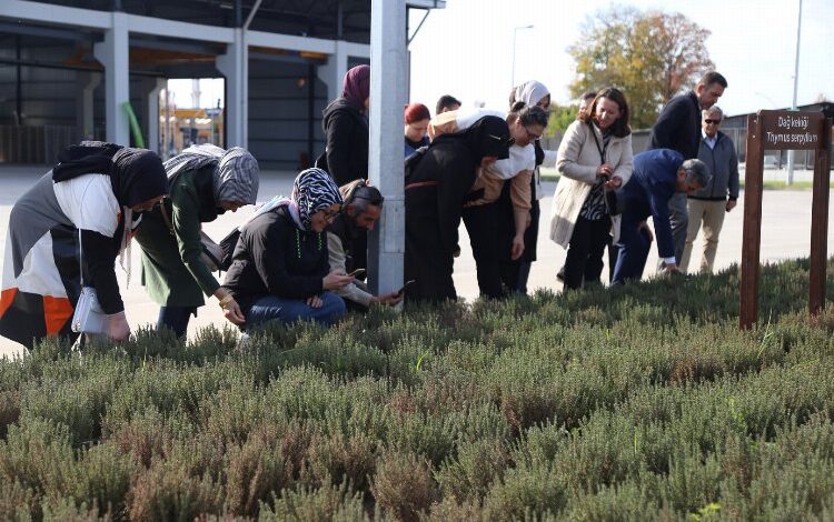 Kocaeli’de aromatik bitki kurslarına ilgi arttı Kocaeli’de aromatik bitki kurslarına ilgi arttı