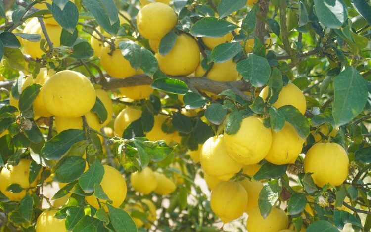 Finike’nin kokulu limonu ve Hicaz Narı, uluslararası listede