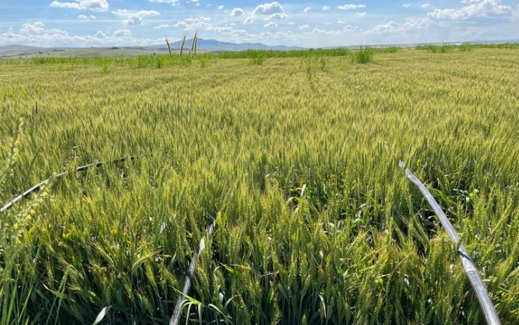 Damla sulamayla üretim verimi üçe katlanıyor Damla sulamayla üretim verimi üçe katlanıyor