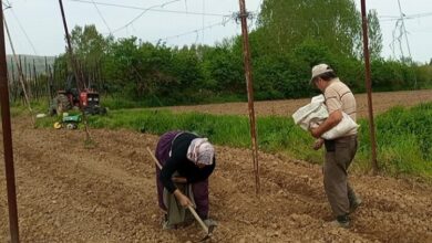 Pazaryeri Boncuk Fasulyesi tohumları toprakla buluştu