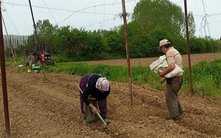 Pazaryeri Boncuk Fasulyesi tohumları toprakla buluştu