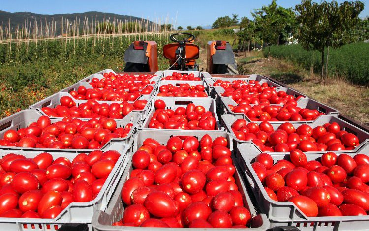 Hollanda ve Belçika yaş meyve sebzenin radarında Hollanda ve Belçika yaş meyve sebzenin radarında