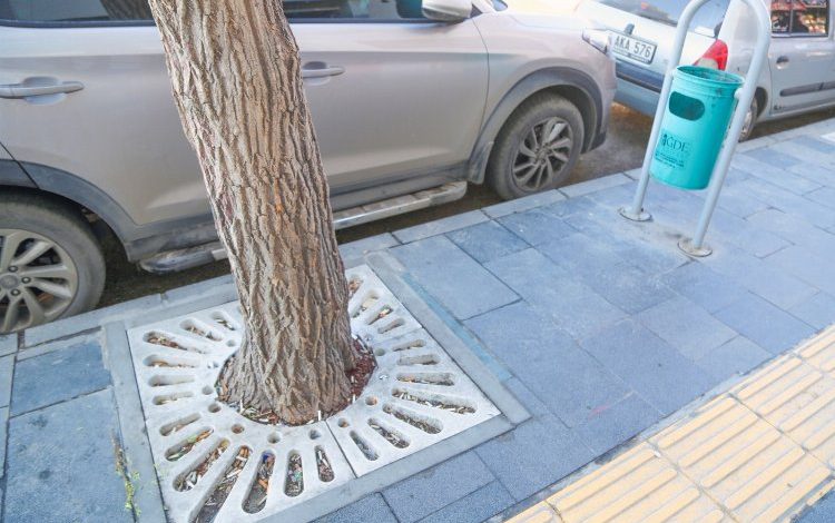 Ağacın toprağını çöp sananlar Ağacın toprağını çöp sananlar