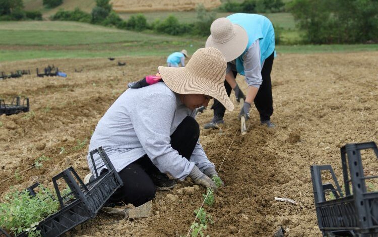 Kocaeli’de yeni ürün; kekik! Kocaeli’de yeni ürün; kekik!