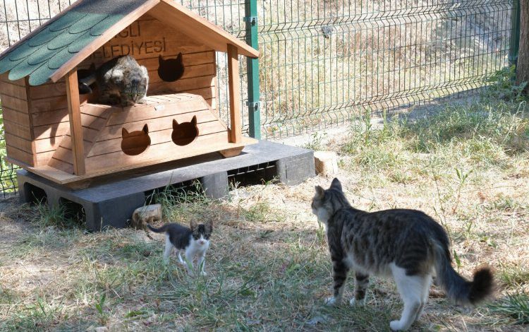 İzmir Çiğli’de sokak hayvanları için hazırlık İzmir Çiğli’de sokak hayvanları için hazırlık