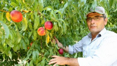 Yenişehir Ovası’nı don ve kırağı vurdu