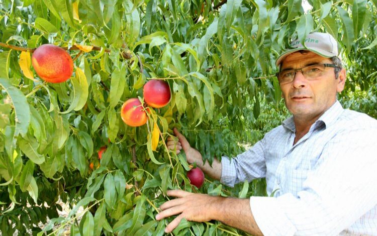 Yenişehir Ovası’nı don ve kırağı vurdu Yenişehir Ovası’nı don ve kırağı vurdu