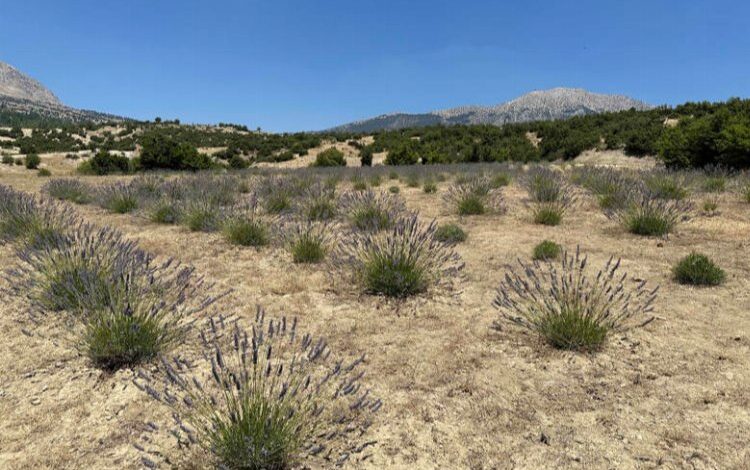 Lavanta hasadı yüzleri güldürdü