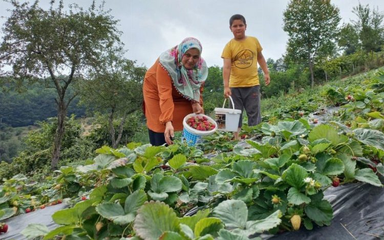 Samsun’da çilek üretimi arttı Samsun’da çilek üretimi arttı