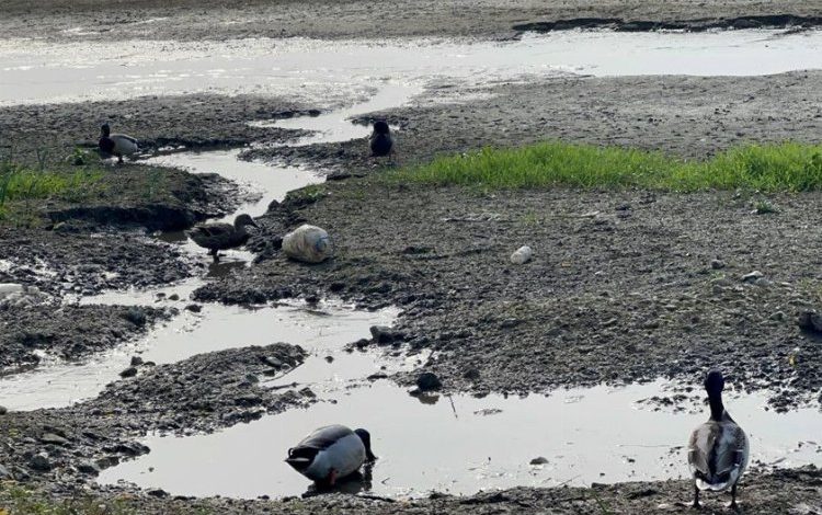 Cargill Bursa’da hem çevreyi, hem doğal yaşamı kuruttu! (Özel Haber) Cargill Bursa’da hem çevreyi, hem doğal yaşamı kuruttu! (Özel Haber)