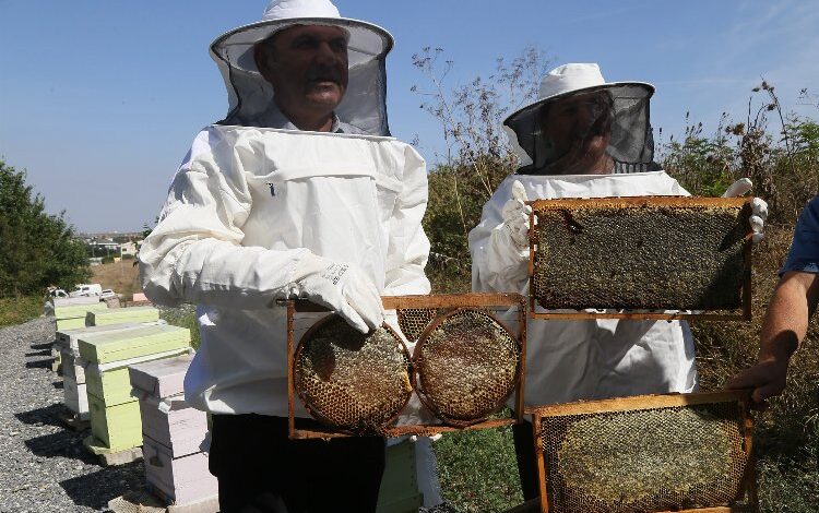 Büyükçekmece’de ilk bal hasadı gerçekleşti Büyükçekmece’de ilk bal hasadı gerçekleşti
