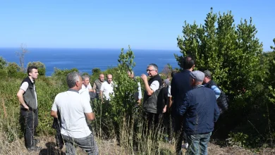 Bursa Orman, Mudanya kırsalında defne sahalarını iyileştirecek