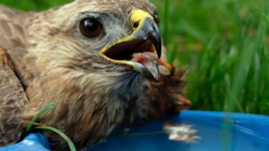 Yaralı Şahin Bingöl’de tedavi altında