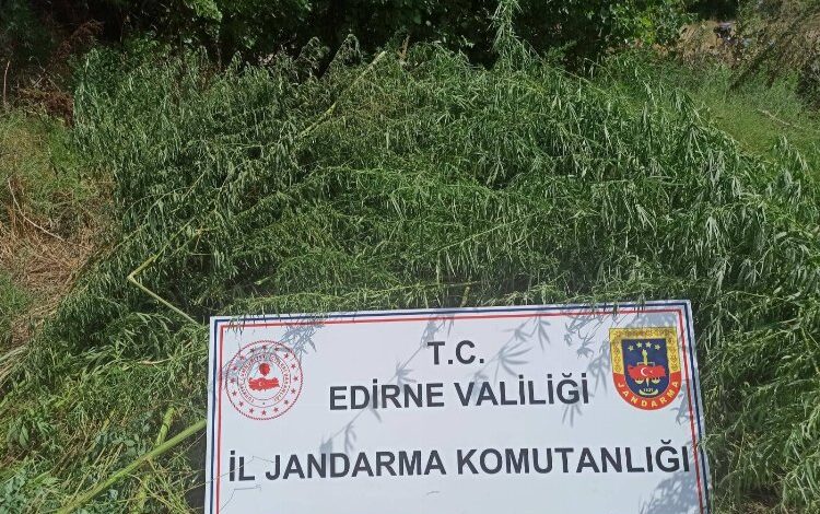 Jandarmadan kenevir operasyonu Jandarmadan kenevir operasyonu