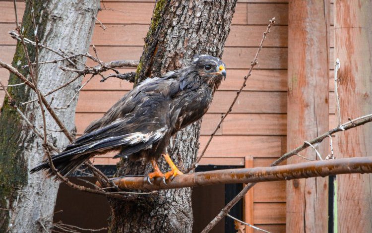 Engelli kuşlar Kocaeli Ormanya’nın sakini oldu Engelli kuşlar Kocaeli Ormanya’nın sakini oldu