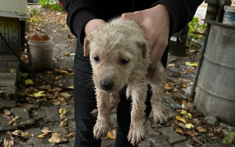 Dereye düşen yavru köpeği Kocaeli İtfaiyesi kurtardı Dereye düşen yavru köpeği Kocaeli İtfaiyesi kurtardı