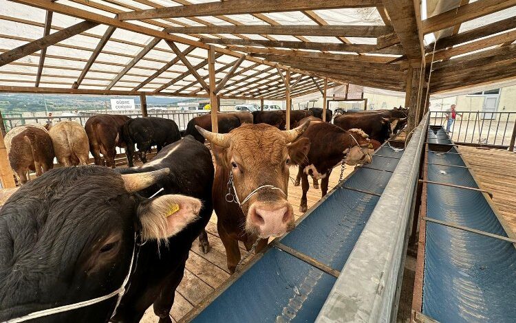 İzmit’te kurbanlıklar pazara gelmeye başladı İzmit’te kurbanlıklar pazara gelmeye başladı