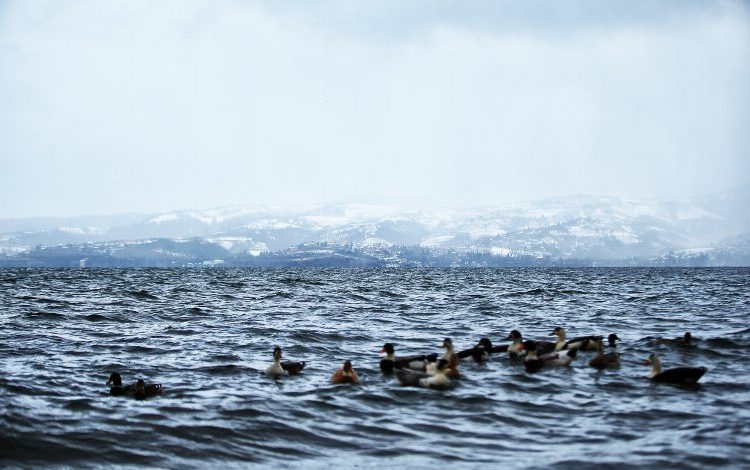 Sapanca Gölü standartların üzerinde