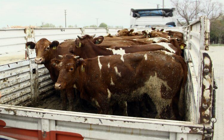 Hayvan hareketleri kısıtlaması Yenişehir’de kaldırıldı