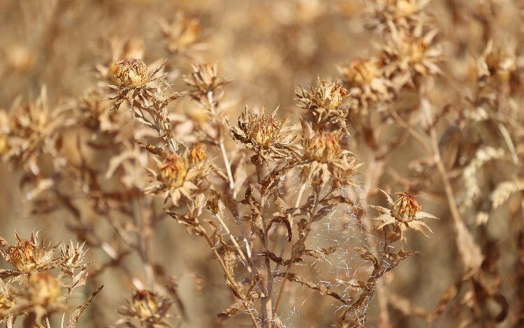 Konya’da aspir bitkisi yüz güldürüyor Konya’da aspir bitkisi yüz güldürüyor