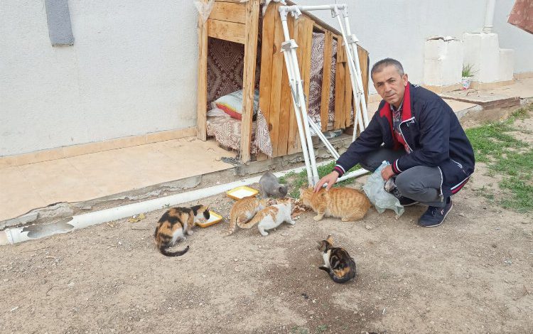 Hayvansever kardeşler her sabah 20 kedi besliyor Hayvansever kardeşler her sabah 20 kedi besliyor