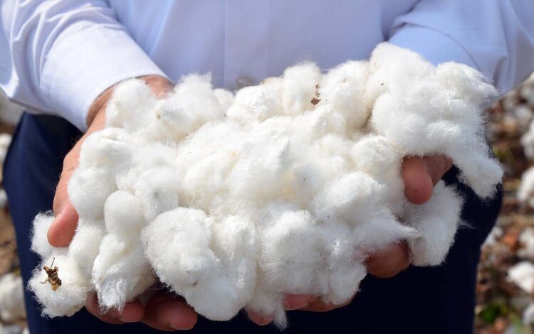 Pamukta sürdürülebilirlik için yol haritası