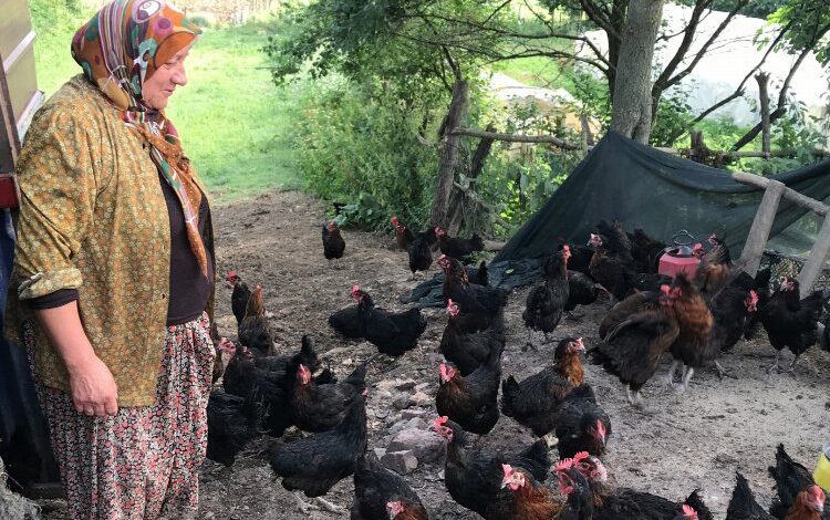 Kocaeli’de yüzde 50 hibeli yumurta tavuğu