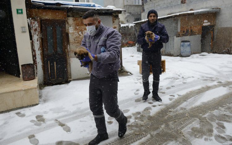 Bursa’da Yıldırım Belediyesi üç yavru köpeğe sıcak yuva oldu Bursa’da Yıldırım Belediyesi üç yavru köpeğe sıcak yuva oldu