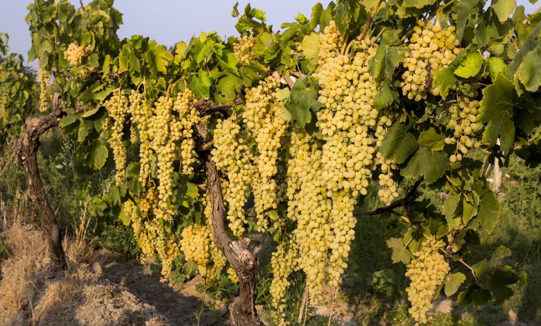 Üzümlerin sultanının ihracat yolculuğu başlıyor