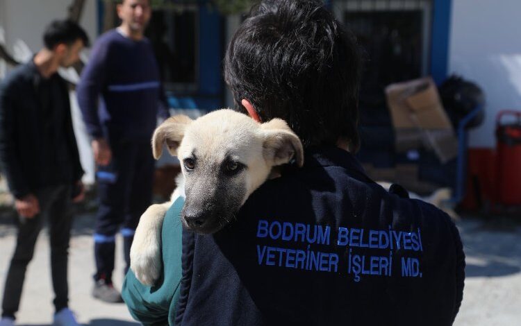 Bodrum’da veteriner hekimler unutulmadı Bodrum’da veteriner hekimler unutulmadı