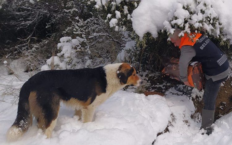 Bursa Gemlik’te can dostlara mama takviyesi Bursa Gemlik’te can dostlara mama takviyesi
