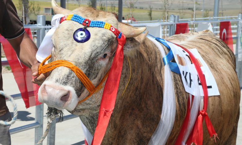 Ankara Gölbaşı’nda kurbanlıklar podyuma çıktı