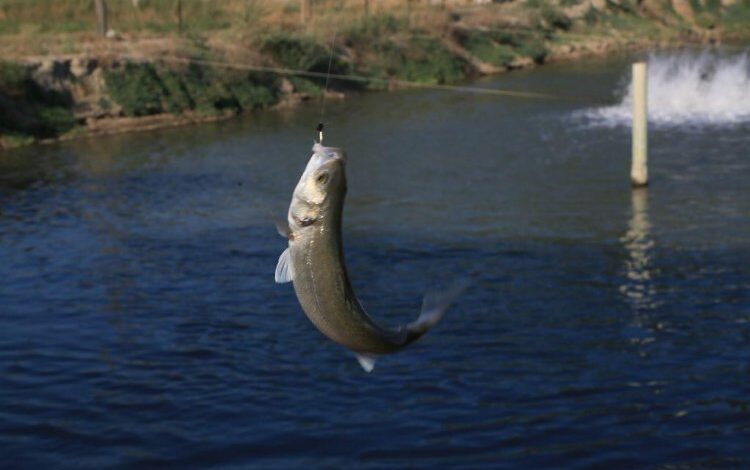 Toprak havuzlarda balık üretimi yaygınlaşıyor
